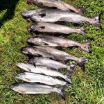 Summer_Chinook_Salmon_Hurds_Guide_Service_10
