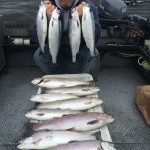 Kokanee fishing Hurds Guide Service 13