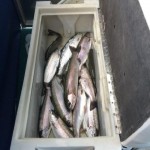 Kokanee fishing Hurds Guide Service 17