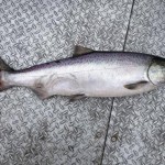 Spring_Chinook_Salmon_Hurds_Guide_Service_04