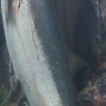 Spring_Chinook_Salmon_Hurds_Guide_Service_58