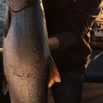 Spring_Chinook_Salmon_Hurds_Guide_Service_69